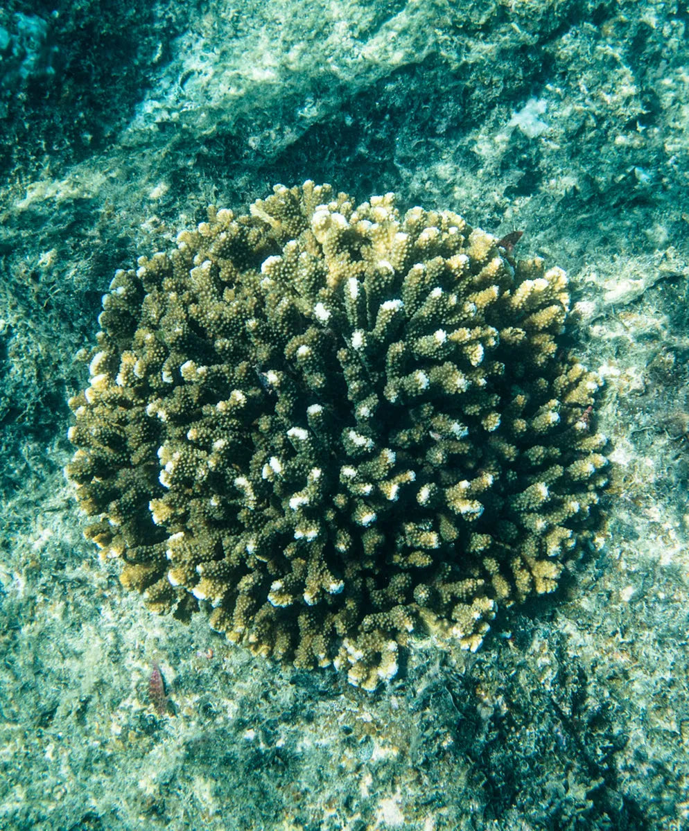 Mangrove / Salt Stripe