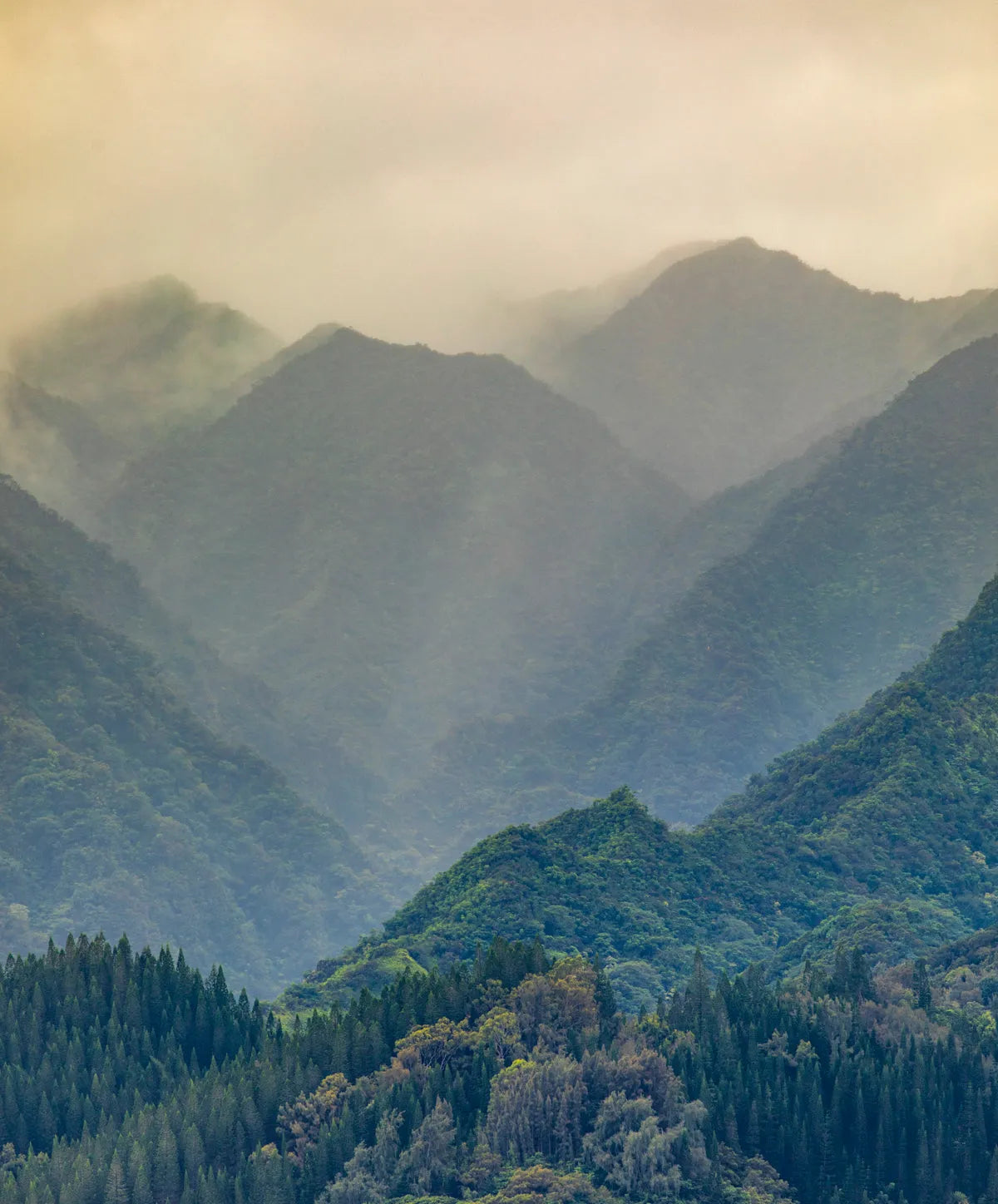 Deep Forest