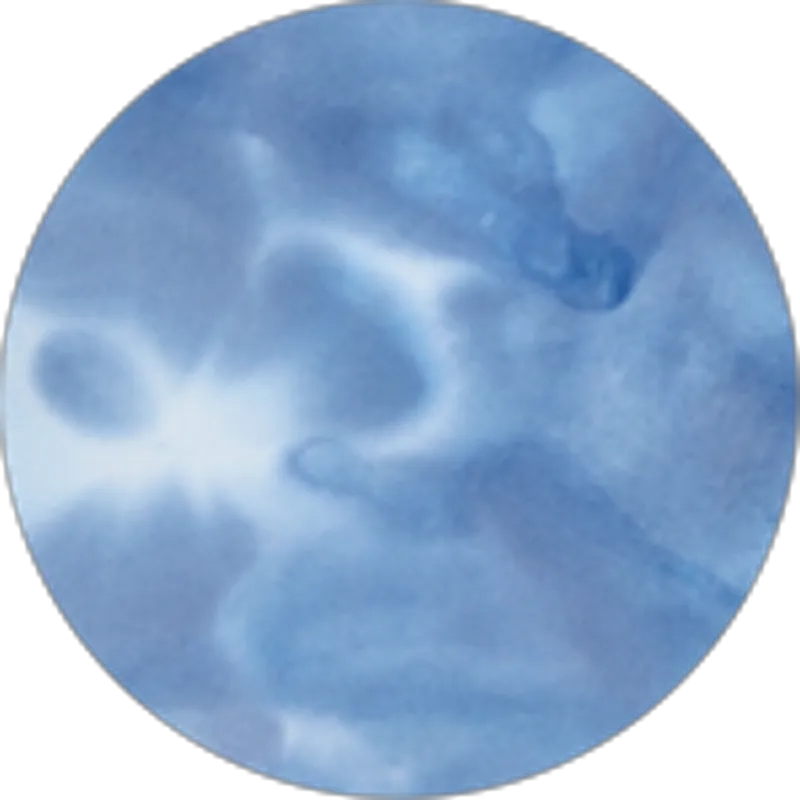 True Blue